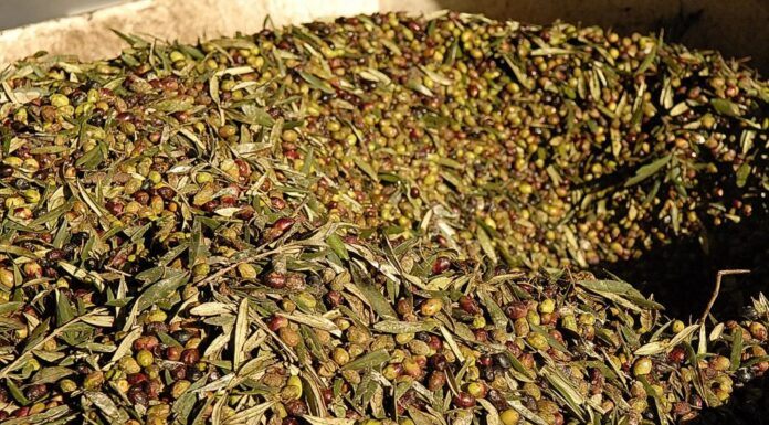 Consiglio approva legge sulle attività enoturistiche e oleoturistiche