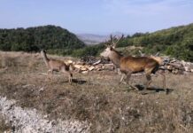 Esemplari di cervi trasferiti nella foresta di Fossa Cupa in Basilicata