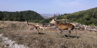 Esemplari di cervi trasferiti nella foresta di Fossa Cupa in Basilicata