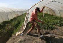 Accordo Italia-Tunisia per 4mila lavoratori anno non stagionali