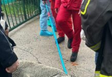 Milano, cinghiale catturato dopo un bagno in Darsena