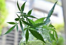 Malta, al via le prime licenze per coltivare cannabis per uso non medico