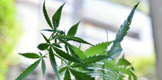 Malta, first licenses issued to cultivate cannabis for non-medical use