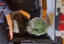 Trovato con 70 Kg marijuana e maschere da clown, arrestato nel reggino