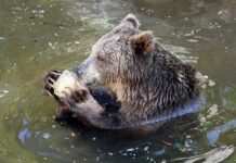 Fauna selvatica, Uci “Incidenti perchè manca habitat naturale”