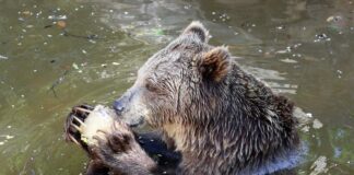 Fauna selvatica, Uci “Incidenti perchè manca habitat naturale”