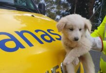 L’impegno di Anas per salvare animali abbandonati ed evitare pericoli