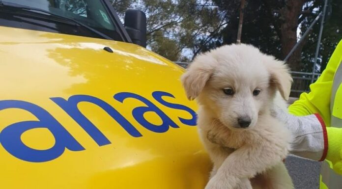 L’impegno di Anas per salvare animali abbandonati ed evitare pericoli