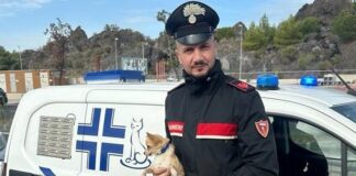 Cagnolino lasciato in auto salvato dai Carabinieri a Catania
