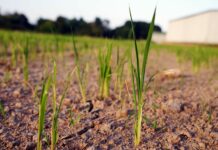 Confagricoltura “Continua a salire il conto dei danni in agricoltura”