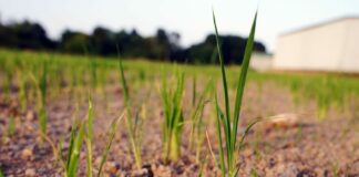 Confagricoltura “Continua a salire il conto dei danni in agricoltura”