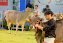 Fieragricola accende i riflettori sul 22° Open Holstein, Red Holstein e Jersey Dairy Show