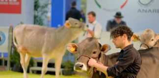 Fieragricola accende i riflettori sul 22° Open Holstein, Red Holstein e Jersey Dairy Show
