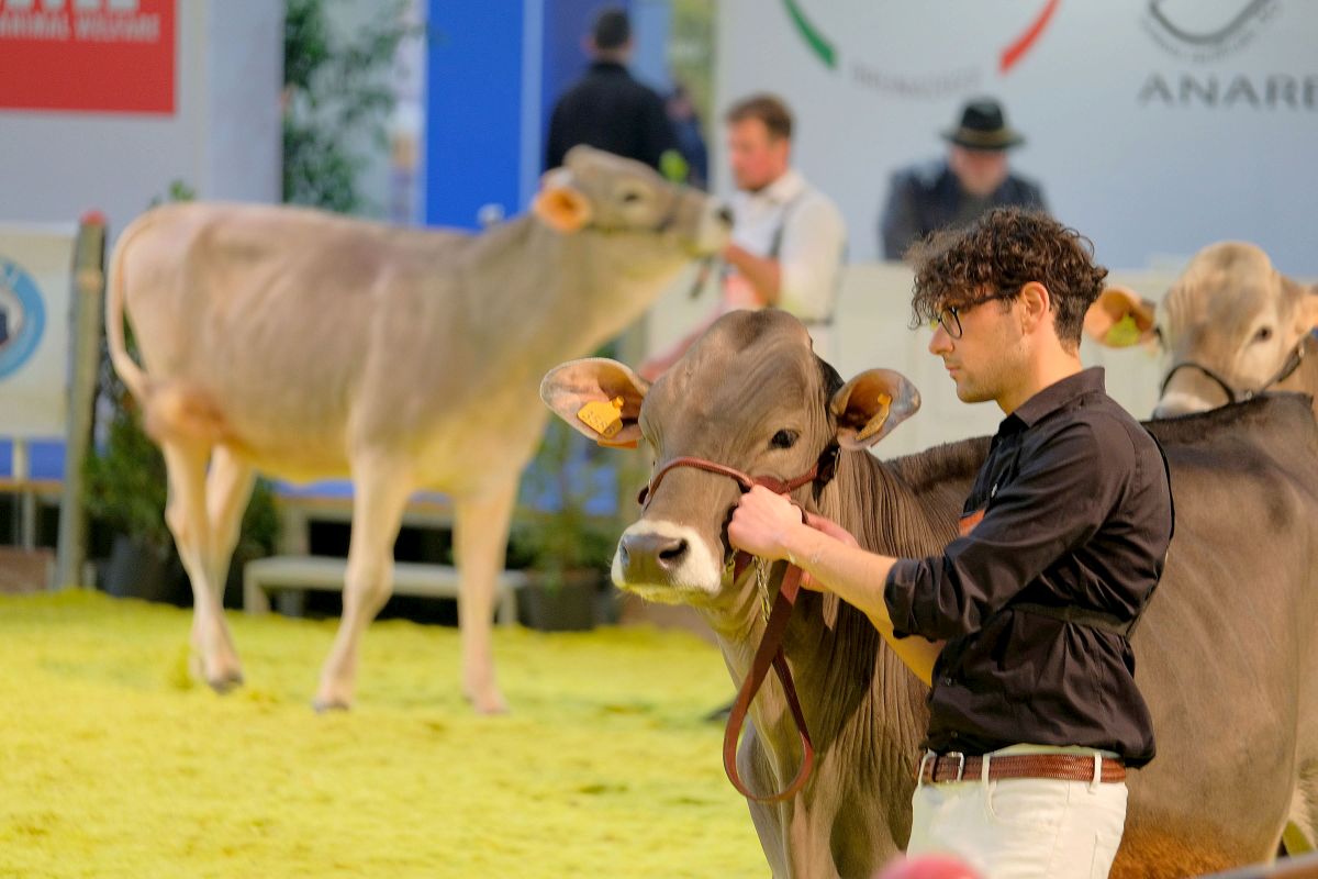 A Fieragricola 22° Open Holstein, Red Holstein e Jersey Dairy Show