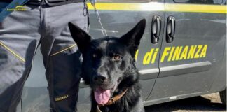 Sequestrati 150 kg di droga nel foggiano, 11 arresti