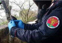 Antibracconaggio tra Lombardia e Veneto, 123 denunce e due arresti