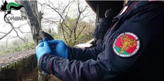 Antibracconaggio tra Lombardia e Veneto, 123 denunce e due arresti