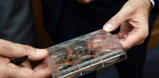 Mattarella promulga Ddl carne coltivata, Governo si conformerà a Ue