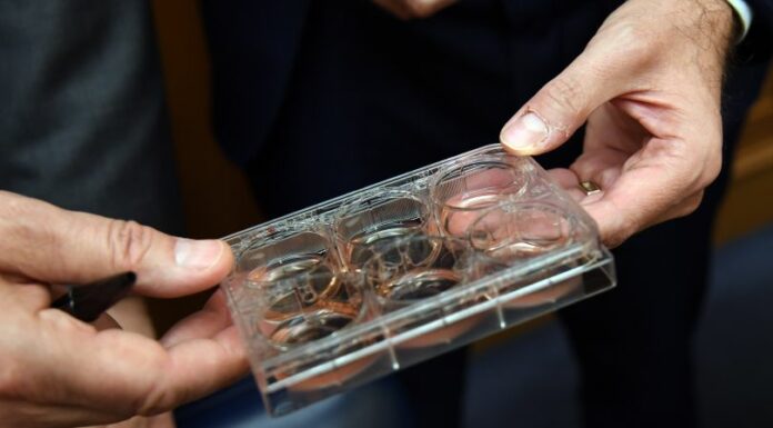 Mattarella promulga Ddl carne coltivata, Governo si conformerà a Ue