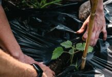 Kia Italia sostiene la piantumazione di 1.600 alberi di Paulownie