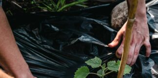 Kia Italia sostiene la piantumazione di 1.600 alberi di Paulownie