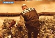 Polizia sequestra 140 kg di marijuana, arrestato 76enne a Niscemi