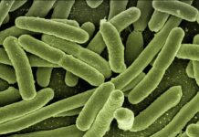 Tumore colon, enzima del batterio Escherichia Coli osservato speciale