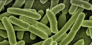 Tumore colon, enzima del batterio Escherichia Coli osservato speciale