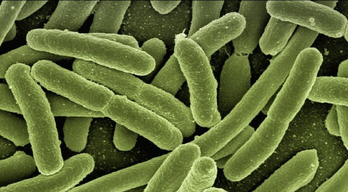 Tumore colon, enzima del batterio Escherichia Coli osservato speciale