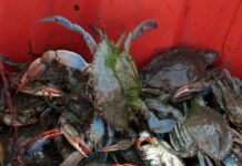 Granchio Blu, Corazzari “Natale senza vongole, produzione ridotta 95%”