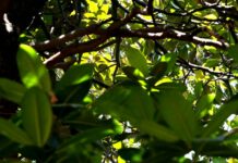 Dall’innovazione contributo importante per preservare la biodiversità