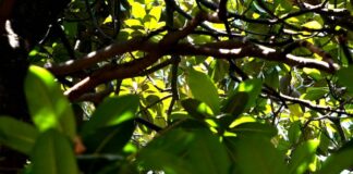 Dall’innovazione contributo importante per preservare la biodiversità