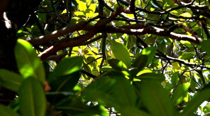 Dall’innovazione contributo importante per preservare la biodiversità