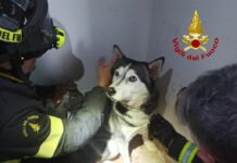 Corsico, Vigili del Fuoco salvano cane incastrato in una griglia