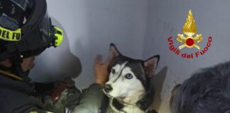 Corsico, Vigili del Fuoco salvano cane incastrato in una griglia