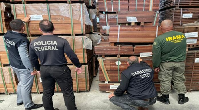 Operazione internazionale contro il traffico illegale di legname