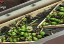 Controlli Nas in 1250 aziende olearie, sequestri e multe nel Viterbese