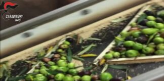 Controlli Nas in 1250 aziende olearie, sequestri nel Napoletano