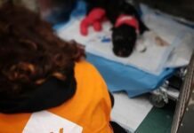 E’ morto Aron, il cane legato e bruciato vivo a Palermo