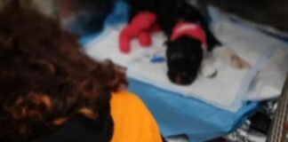 E’ morto Aron, il cane legato e bruciato vivo a Palermo