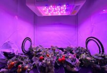 Da Enea un micro pomodoro per i viaggi su Luna e Marte