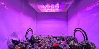 Da Enea un micro pomodoro per i viaggi su Luna e Marte