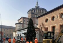 Milano, una grande magnolia al posto del faggio rosso di via Caradosso