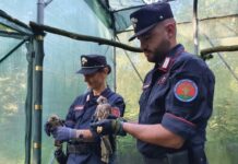 Lombardia, 1.365 i reati perseguiti nel 2023 dai Carabinieri Forestali