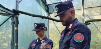 Lombardia, 1.365 i reati perseguiti nel 2023 dai Carabinieri Forestali