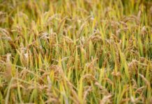 Per la Gen Z “Rigenerazione” è la parola chiave per il 2024