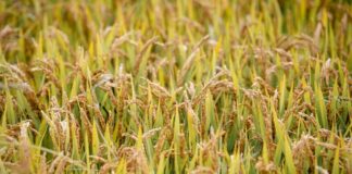 Per la Gen Z “Rigenerazione” è la parola chiave per il 2024