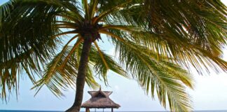 Global warming: come preservare le Maldive Una palma e un pontile verso il mare delle Maldive