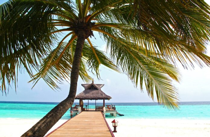 Una palma e un pontile verso il mare delle Maldive