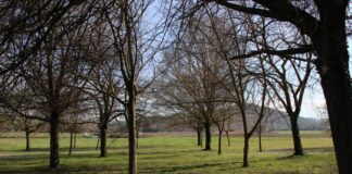 Credit Agricole Italia pianterà un albero per ogni giovane assunto